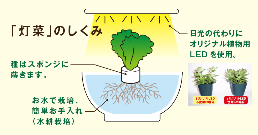 灯菜のしくみ