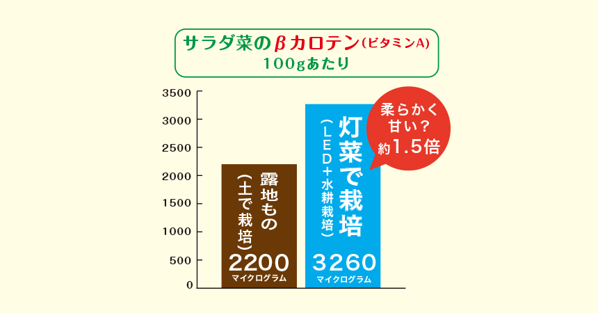 露地物と灯菜の違い