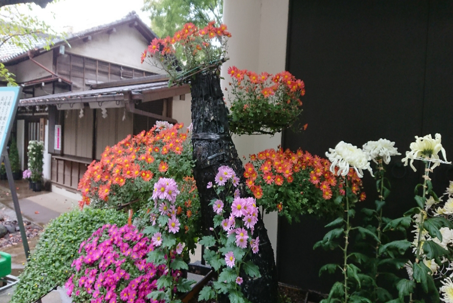 文京区　天租神社　創作園芸？盆栽？