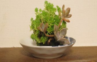 Ledで野菜を栽培するメリット デメリットを紹介 おしゃれ照明器具ならmotom Ledで野菜を栽培するメリット デメリットを紹介 おしゃれ照明器具ならmotom