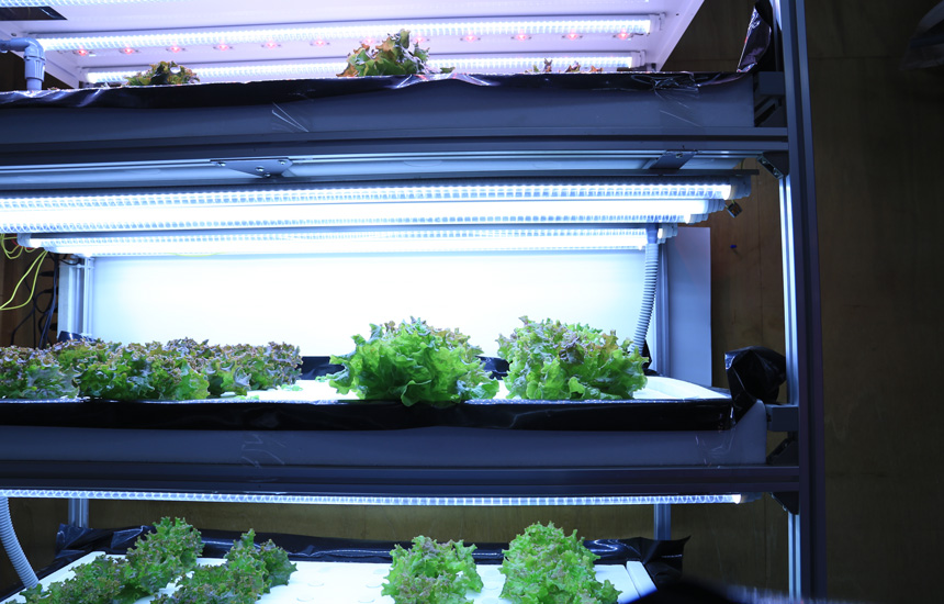 2022年度版】LEDで植物を栽培しよう！ 照明の選び方やおすすめ商品をご紹介します | おしゃれ照明器具ならMotoM