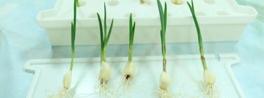 Akarina06でニンニクスプラウト