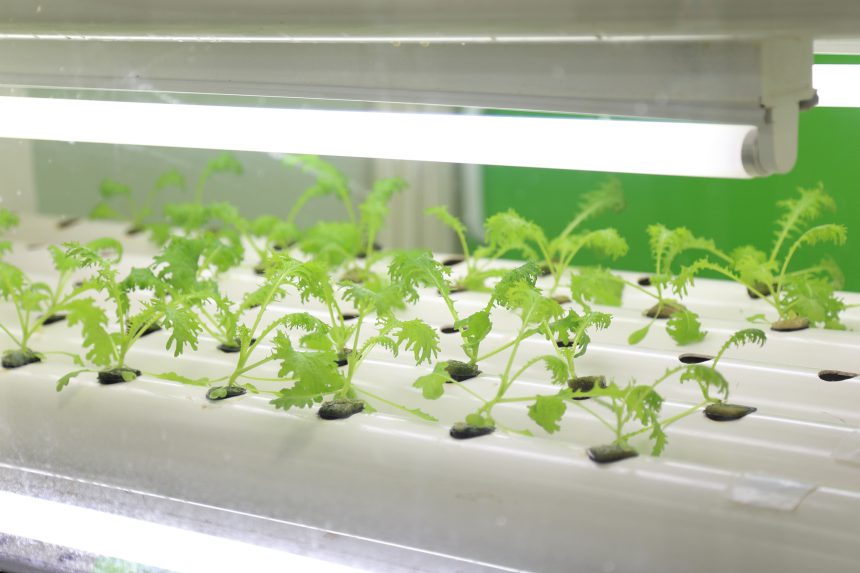2022年度版】LED付き水耕栽培で野菜を育成｜家庭菜園するならコレだ！ | おしゃれ照明器具ならMotoM