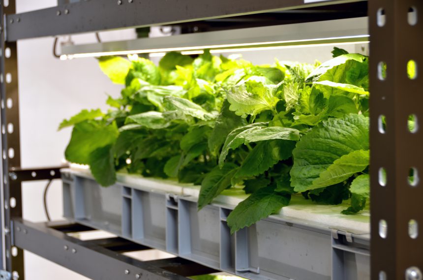 2022年度版】LED水耕栽培キットはおすすめ？選び方や育つ野菜を紹介