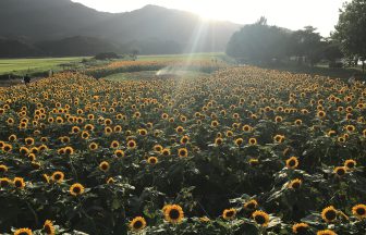 お米だけでないよ！新潟県燕市にある新潟工場の魅力