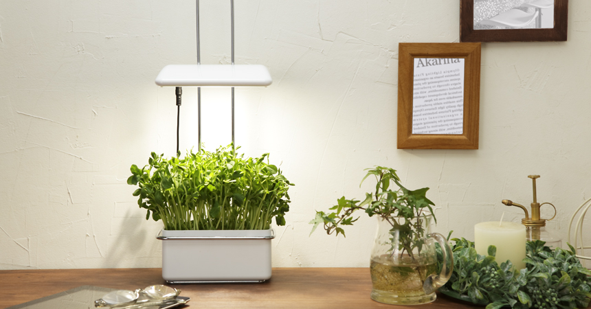 LED水耕栽培キットはおすすめ？選び方や育つ野菜を紹介 | おしゃれ照明器具ならMotoM