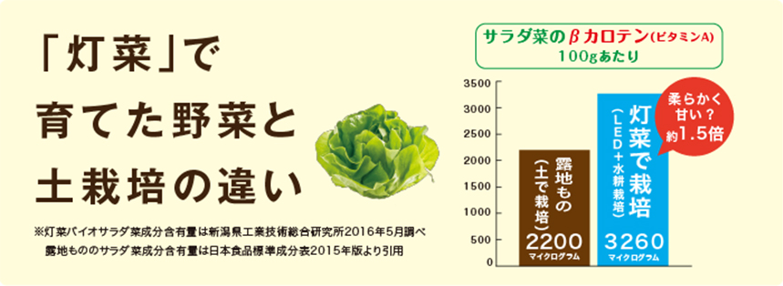 【簡単！楽しく】野菜を育てましょう　水耕栽培器「灯菜」