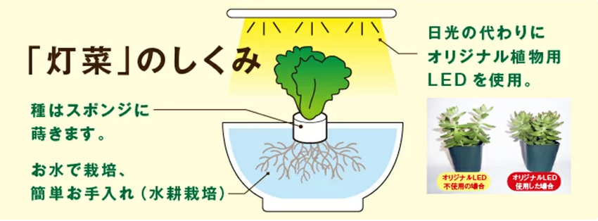 簡単！楽しく】野菜を育てましょう 水耕栽培器「灯菜」 | おしゃれ照明 