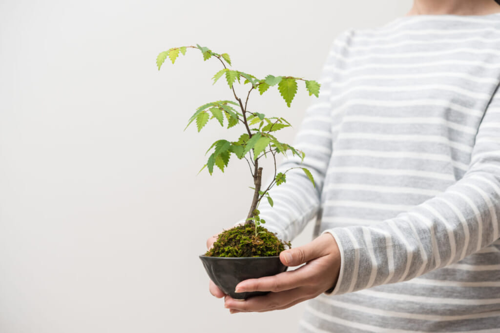 苔玉の育て方 水やりや植え替え寿命は おしゃれ照明器具ならmotom